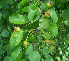 Pyrus communis pyraster