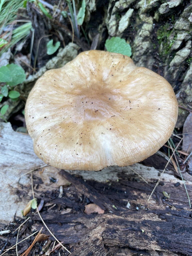 Pluteus cervinus