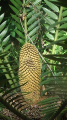 Encephalartos natalensis