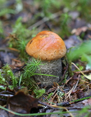 Leccinum