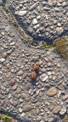 Pyrrhocoris apterus