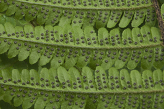 Dryopteris crassirhizoma