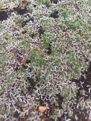 Selaginella dregei, photograph author not stated, no rights reserved