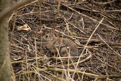Sylvilagus floridanus