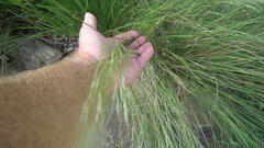 Aristida junciformis