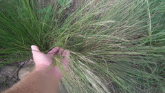 Aristida junciformis