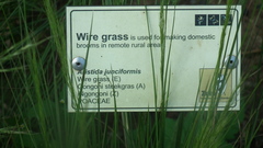 Aristida junciformis