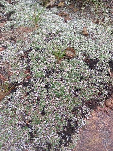 Selaginella dregei, photograph 4
