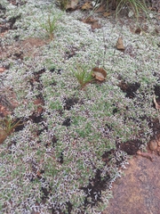 Selaginella dregei, photograph author not stated, no rights reserved