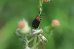 Pyrocoelia sanguiniventer