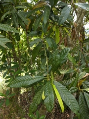 Lithocarpus brevicaudatus