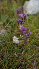 Gentianella propinqua propinqua