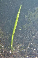 Syngnathus typhle