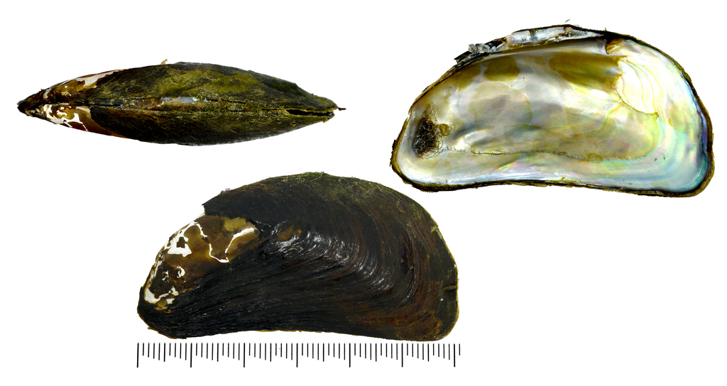 Gonideinae