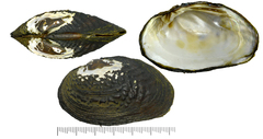 Inversiunio verrucosus
