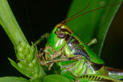 Eupholidoptera chabrieri