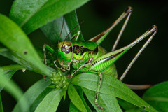 Eupholidoptera chabrieri