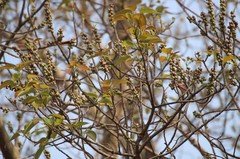 Ficus amplissima