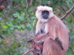 Semnopithecus schistaceus