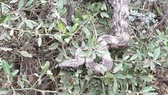 Boa constrictor occidentalis