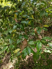 Euonymus laxiflorus