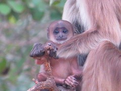 Semnopithecus schistaceus