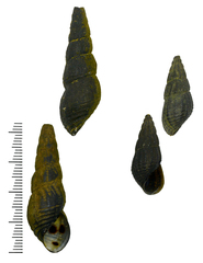 Semisulcospira