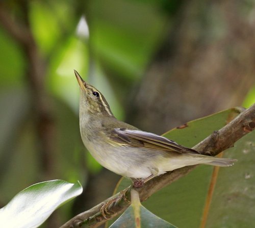 Arctic Warbler, photo 7 of 9