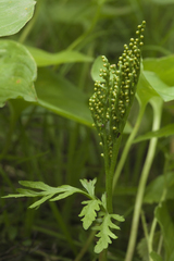 Botrychium angustisegmentum