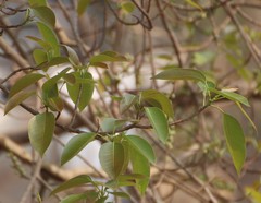 Ficus amplissima