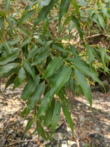 Cinnamomum chekiangense, photograph 5