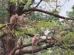 Semnopithecus schistaceus