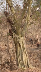 Ficus amplissima