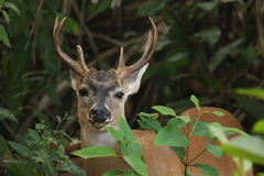Odocoileus virginianus