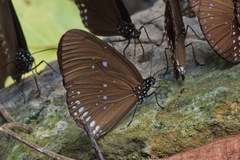 Euploea modesta