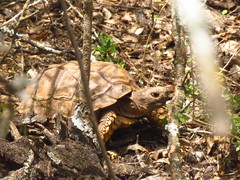 Chelonoidis chilensis