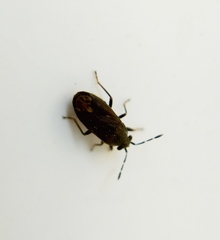 Stygnocoris fuligineus