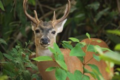 Odocoileus virginianus