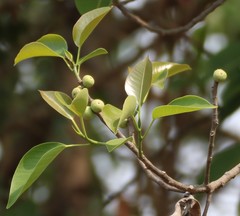 Ficus amplissima