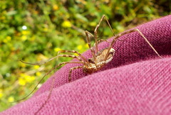 Rafalskia cretica