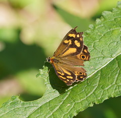 Heteronympha banksii