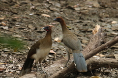 Ortalis garrula