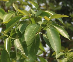Ficus amplissima