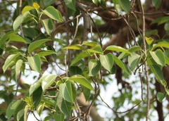 Ficus amplissima