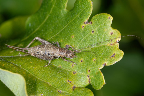 Grillon des Cistes