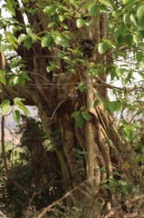 Ficus amplissima