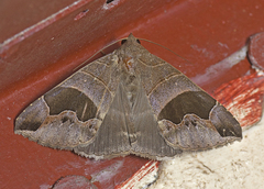 Bastilla solomonensis