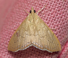 Hyalobathra