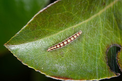 Swammerdamia pyrella