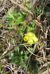 Potentilla humifusa